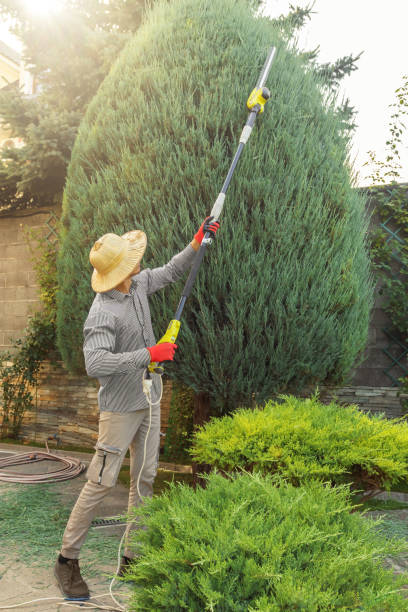 Best Palm Tree Trimming  in Pardeeville, WI